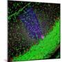 Purkinje Nerve Cell-David Becker-Mounted Premium Photographic Print