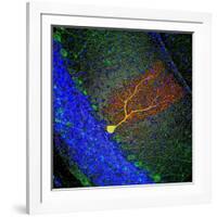 Purkinje Nerve Cell-David Becker-Framed Photographic Print