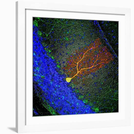 Purkinje Nerve Cell-David Becker-Framed Photographic Print