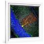 Purkinje Nerve Cell-David Becker-Framed Photographic Print