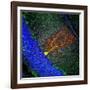 Purkinje Nerve Cell-David Becker-Framed Photographic Print