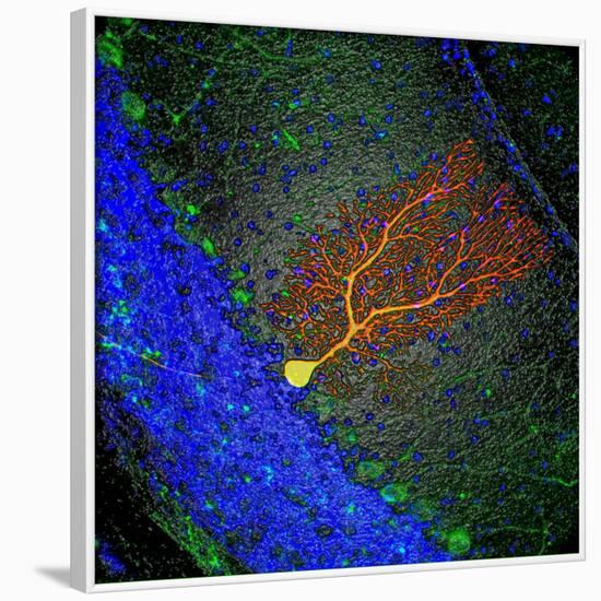 Purkinje Nerve Cell-David Becker-Framed Photographic Print