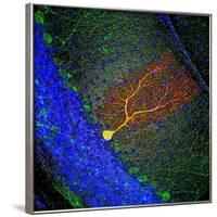 Purkinje Nerve Cell-David Becker-Framed Photographic Print