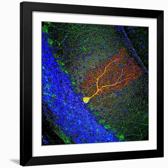 Purkinje Nerve Cell-David Becker-Framed Photographic Print