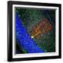 Purkinje Nerve Cell-David Becker-Framed Photographic Print