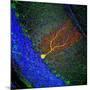 Purkinje Nerve Cell-David Becker-Mounted Photographic Print