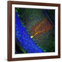 Purkinje Nerve Cell-David Becker-Framed Photographic Print