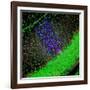 Purkinje Nerve Cell-David Becker-Framed Photographic Print