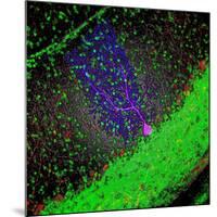 Purkinje Nerve Cell-David Becker-Mounted Photographic Print