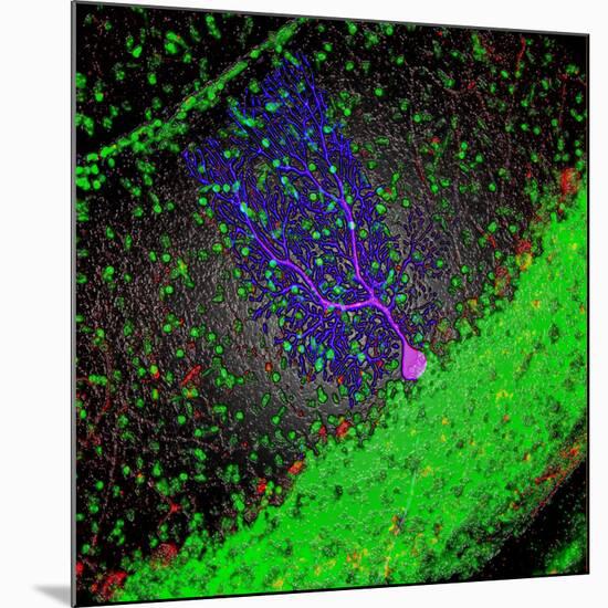 Purkinje Nerve Cell-David Becker-Mounted Photographic Print