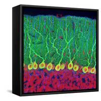 Purkinje Nerve Cells In the Cerebellum-Thomas Deerinck-Framed Stretched Canvas