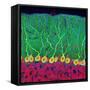 Purkinje Nerve Cells In the Cerebellum-Thomas Deerinck-Framed Stretched Canvas