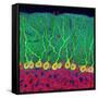 Purkinje Nerve Cells In the Cerebellum-Thomas Deerinck-Framed Stretched Canvas