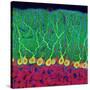 Purkinje Nerve Cells In the Cerebellum-Thomas Deerinck-Stretched Canvas