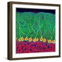 Purkinje Nerve Cells In the Cerebellum-Thomas Deerinck-Framed Premium Photographic Print