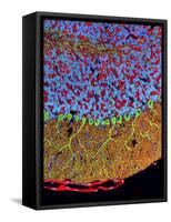 Purkinje Nerve Cells In the Cerebellum-Thomas Deerinck-Framed Stretched Canvas