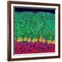 Purkinje Nerve Cells In the Cerebellum-Thomas Deerinck-Framed Photographic Print