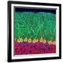 Purkinje Nerve Cells In the Cerebellum-Thomas Deerinck-Framed Photographic Print