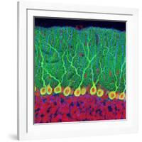 Purkinje Nerve Cells In the Cerebellum-Thomas Deerinck-Framed Photographic Print