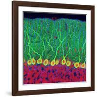 Purkinje Nerve Cells In the Cerebellum-Thomas Deerinck-Framed Photographic Print