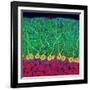 Purkinje Nerve Cells In the Cerebellum-Thomas Deerinck-Framed Photographic Print