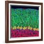 Purkinje Nerve Cells In the Cerebellum-Thomas Deerinck-Framed Photographic Print