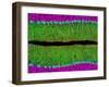 Purkinje Nerve Cells In the Cerebellum-Thomas Deerinck-Framed Photographic Print