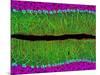 Purkinje Nerve Cells In the Cerebellum-Thomas Deerinck-Mounted Photographic Print