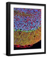 Purkinje Nerve Cells In the Cerebellum-Thomas Deerinck-Framed Photographic Print