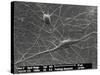 Purkinje Nerve Cells, SEM-David McCarthy-Stretched Canvas