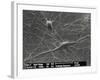 Purkinje Nerve Cells, SEM-David McCarthy-Framed Photographic Print