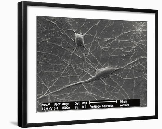 Purkinje Nerve Cells, SEM-David McCarthy-Framed Photographic Print