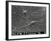 Purkinje Nerve Cells, SEM-David McCarthy-Framed Photographic Print