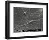 Purkinje Nerve Cells, SEM-David McCarthy-Framed Photographic Print