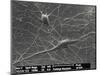 Purkinje Nerve Cells, SEM-David McCarthy-Mounted Photographic Print