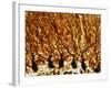 Purkinje Nerve Cells-null-Framed Photographic Print