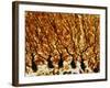 Purkinje Nerve Cells-null-Framed Photographic Print