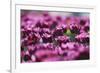 Purple Abstract-Incredi-Framed Giclee Print