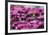 Purple Abstract-Incredi-Framed Giclee Print