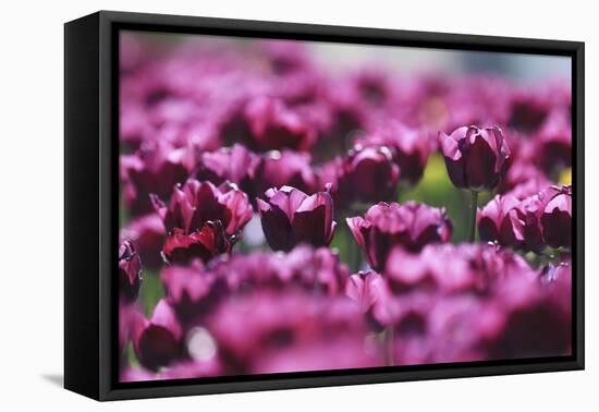 Purple Abstract-Incredi-Framed Stretched Canvas