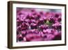 Purple Abstract-Incredi-Framed Giclee Print