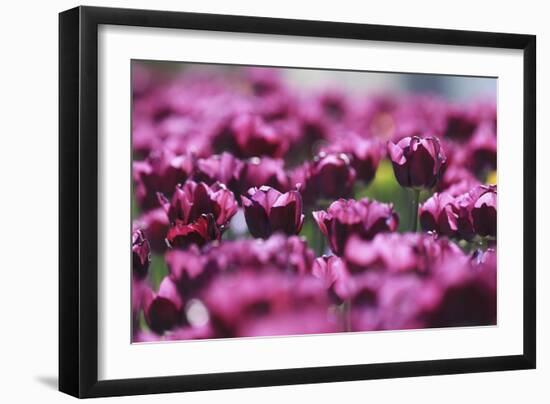 Purple Abstract-Incredi-Framed Giclee Print