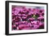 Purple Abstract-Incredi-Framed Giclee Print