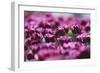 Purple Abstract-Incredi-Framed Giclee Print