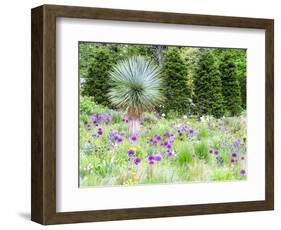 Purple allium and other flowers blooming in a spring garden.-Julie Eggers-Framed Photographic Print