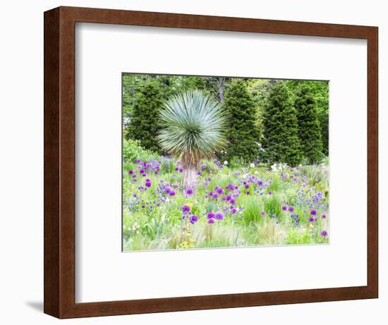 Purple allium and other flowers blooming in a spring garden.-Julie Eggers-Framed Photographic Print