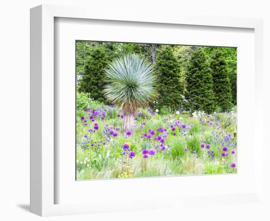 Purple allium and other flowers blooming in a spring garden.-Julie Eggers-Framed Photographic Print