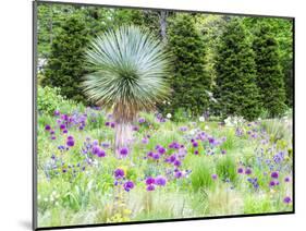 Purple allium and other flowers blooming in a spring garden.-Julie Eggers-Mounted Photographic Print