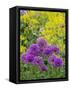Purple allium blooming amongst yellow flowering plants.-Julie Eggers-Framed Stretched Canvas