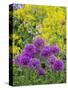 Purple allium blooming amongst yellow flowering plants.-Julie Eggers-Stretched Canvas